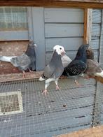 Jonge birmingham rollers te koop, Dieren en Toebehoren, Vogels | Duiven, Meerdere dieren, Tuimelaar of Roller