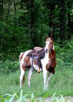 Paard Merrie Pintaloosa, Merrie, Minder dan 160 cm, Zadelmak, 11 jaar of ouder