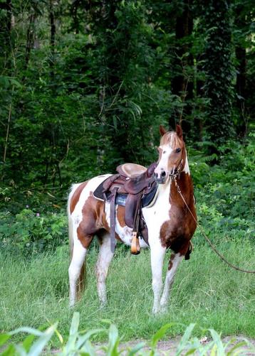 Paard Merrie Pintaloosa  beschikbaar voor biedingen