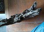 Sierhoud voor in aquariums, 37 tot 39 cm lang, Ophalen