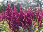 Astilbe chinensis 'Vision in Red' (pluimspirea), Vaste plant, Halfschaduw, Zomer, Ophalen