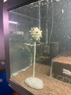 Aquarium decoratie zeemijn, Ophalen