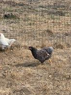 Wyandotte kriel hennen goudblauwgezoomd, Dieren en Toebehoren, Pluimvee, Vrouwelijk, Kip