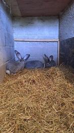Vlaamse reuzen, Dieren en Toebehoren, Meerdere dieren, Groot, 0 tot 2 jaar