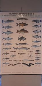 Poster "Zoetwatervissen II"
