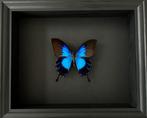 Rare Papillon exotique Ulysses Telegonus de l'Ile de Bachan, Insecte, Animal empaillé, Enlèvement ou Envoi, Neuf