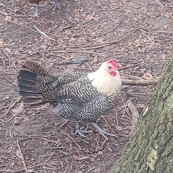 Kempische hoen  kippen, Dieren en Toebehoren, Pluimvee, Kip