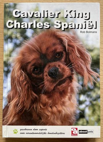 Cavalier King Charles Spaniël beschikbaar voor biedingen