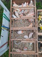 Kanaries  rood mozaik  jonge vogels 20euro stuk, Dieren en Toebehoren, Vogels | Kanaries