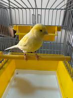 Kanarie pop van 2024 (1), Dieren en Toebehoren, Vogels | Kanaries, Vrouwelijk, Kleurkanarie