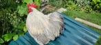 Cochin kriel haan parelgrijs, Dieren en Toebehoren, Mannelijk, Kip