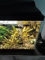 "black" Molly's (eerder mix door eigen kweek), Dieren en Toebehoren, Vissen | Aquariumvissen, Vis, Zoetwatervis, Schoolvis