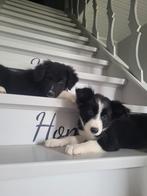 Border Collie pups groeien op met poezen in mijn huisje, Dieren en Toebehoren, België, Fokker | Hobbymatig, CDV (hondenziekte)
