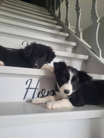 Border Collie pups groeien op met poezen in mijn huisje  beschikbaar voor biedingen