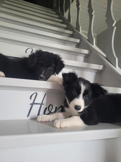Border Collie pups groeien op met poezen in mijn huisje, Dieren en Toebehoren, Honden | Herdershonden en Veedrijvers, Meerdere dieren