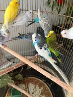 Perruche ondulee, Perruche