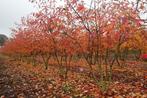 Amelanchier lamarckii C5, Tuin en Terras, Planten | Bomen, Ophalen