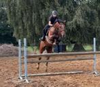 10jarige leermeester te koop, Dieren en Toebehoren, Ruin, M, Gechipt, 7 tot 10 jaar