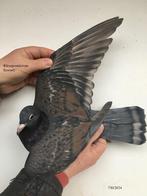 Zeldzame kleurpostduif rubella t check doffer, Animaux & Accessoires, Oiseaux | Pigeons