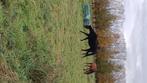 1 dressuurpaard/Prachtige, veelzijdige, Arabische Volbloed, Dieren en Toebehoren, Paarden, Hengst, Minder dan 160 cm, Dressuurpaard
