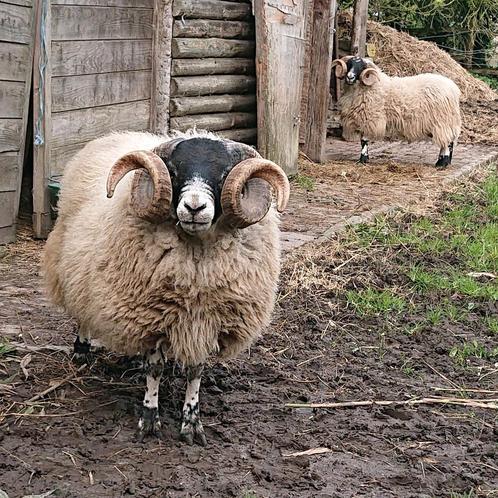 Scottish Blackface dekram, Animaux & Accessoires, Moutons, Chèvres & Cochons