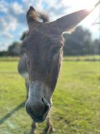 Ezel merrie 28 jaar, Dieren en Toebehoren