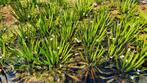 Krabbescheer stratiotes aloides, Ophalen