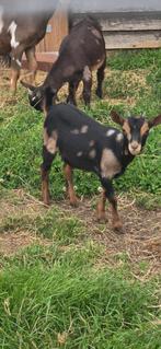 Prachtig Jong Black &Tan Maanvlek Dwerggeit Mieke, Dieren en Toebehoren