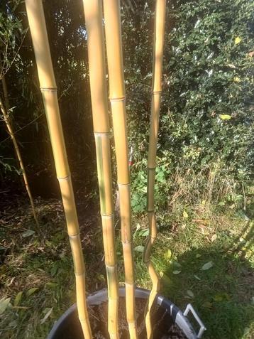 bamboe :  Phyllostachys, Tuin en Terras, Ophalen, Vaste plant