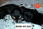 Fantastisch mooie langharige chihuahuatjes 1 reutje1teefje, Dieren en Toebehoren, België, Fokker | Hobbymatig, CDV (hondenziekte)