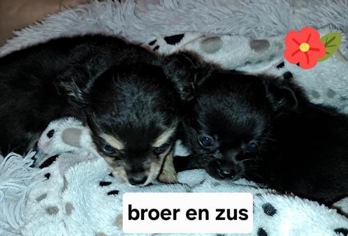 Fantastisch mooie langharige chihuahuatjes 1 reutje1teefje, Dieren en Toebehoren, Honden | Chihuahua's en Gezelschapshonden, Meerdere dieren