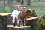 Adorables chèvres naines, Meerdere dieren, Geit