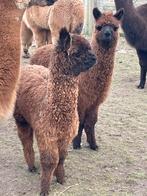 Merrie veulens te koop, Août