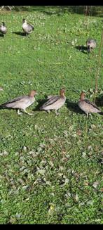 Manenganzen koppel, Dieren en Toebehoren, Pluimvee, Meerdere dieren, Eend