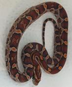 2.0 Pantherophis guttatus Jasper county okeetee's, Dieren en Toebehoren