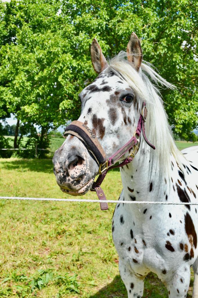 Lieve veelzijdige recreatie merrie, Animaux & Accessoires, Chevaux, Jument, B, Moins de 160 cm, 11 ans ou plus, Cheval de récréation