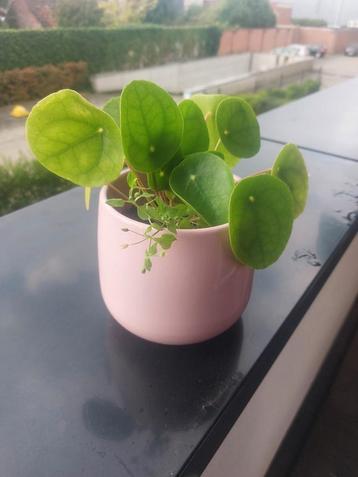  Pilea (Pannenkoekenplant) met roze pot beschikbaar voor biedingen