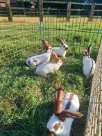 reuzevlinder, lotharinger, Dieren en Toebehoren, Konijnen, Mannelijk, Groot, 0 tot 2 jaar