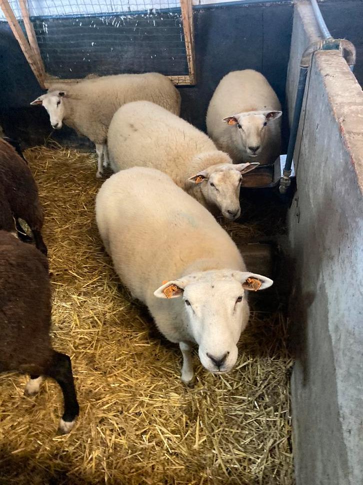 Aankoop van schapen , geiten lama’s,alpacas, Dieren en Toebehoren, Schapen, Geiten en Varkens