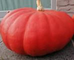 Grote biologische pompoenen te koop, Diversen, Ophalen of Verzenden