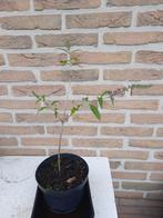 Vlinderstruik stekje, Tuin en Terras, Planten | Tuinplanten, Volle zon, Vaste plant, Zomer, Ophalen