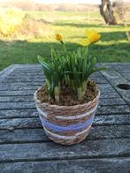 Mooie rieten mand met +/- 25 narcissen „van kop tot kop”, Tuin en Terras, Ophalen of Verzenden, Lente, Vaste plant