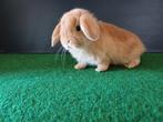 Handtamme vrouwelijke minilop konijnen jong, Dwerg, Vrouwelijk, 0 tot 2 jaar, Hangoor