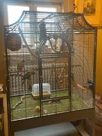 Pyrrhura / groenwang parkieten, Dieren en Toebehoren, Ophalen, Zo goed als nieuw