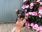 Prachtige mini Yorkshire terriër pups, Dieren en Toebehoren, Yorkshire Terriër, België, CDV (hondenziekte), 8 tot 15 weken