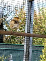 Kanarie jongen, Dieren en Toebehoren, Vogels | Overige Vogels