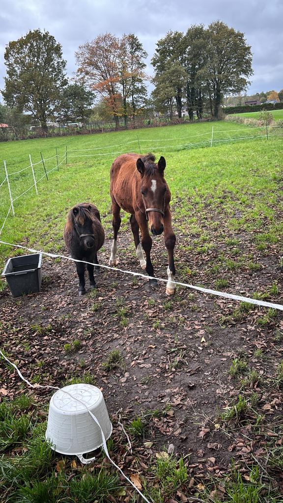 2 veulens te koop, Dieren en Toebehoren, Paarden, Hengst, Onbeleerd, 170 tot 175 cm, 0 tot 2 jaar, Springpaard, Met stamboom, Gechipt