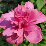 OFFRE CHOC 25€ l'un seulement !!! SUPERBES hibiscus en pot d, Jardin & Terrasse, Enlèvement ou Envoi