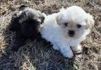 Lhasa-Apso, Dieren en Toebehoren, Honden | Chihuahua's en Gezelschapshonden, België, Overige rassen, CDV (hondenziekte), 8 tot 15 weken