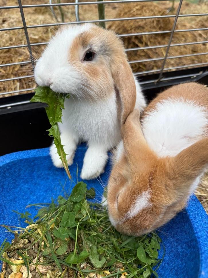 2 Nederlandse hangoor dwergkonijntjes te geef, Dieren en Toebehoren, Konijnen, Dwerg, Mannelijk, 0 tot 2 jaar, Hangoor